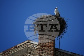 Ихтиман - щъркел