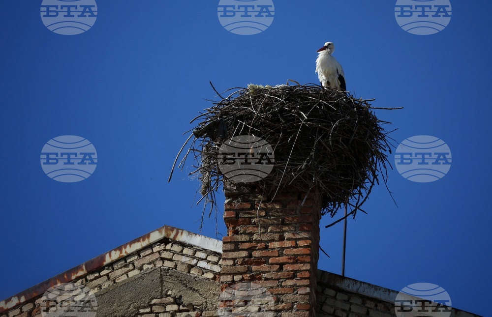 Ихтиман - щъркел