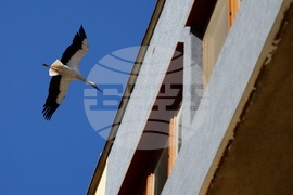 Ихтиман - щъркел