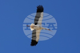 Ихтиман - щъркел