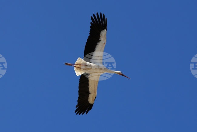 Ихтиман - щъркел 