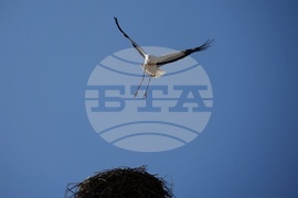 Ихтиман - щъркел