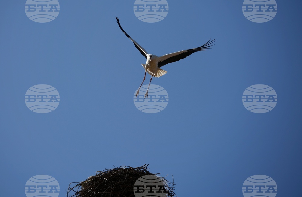 Ихтиман - щъркел