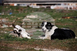 Ихтиман - животински отпадъци