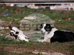 Ихтиман - животински отпадъци