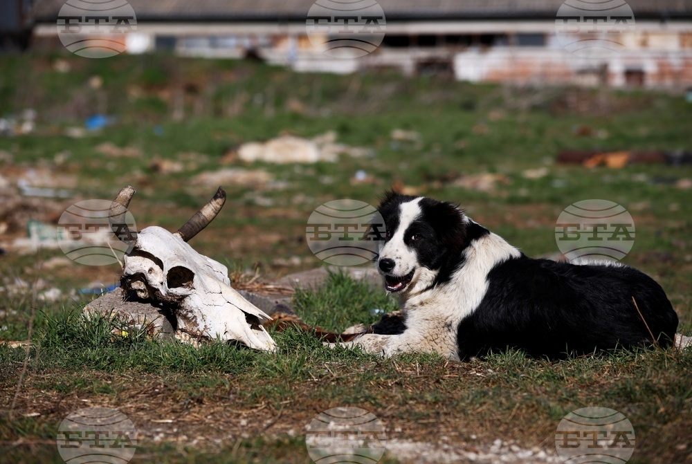 Ихтиман - животински отпадъци