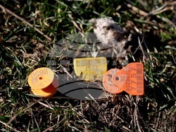 Ихтиман - животински отпадъци