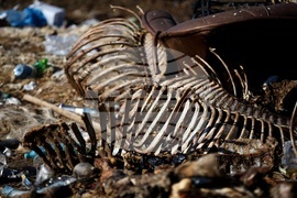 Ихтиман - животински отпадъци