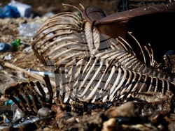 Ихтиман - животински отпадъци