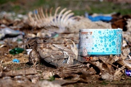 Ихтиман - животински отпадъци