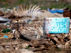 Ихтиман - животински отпадъци