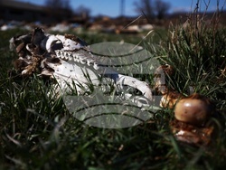 Ихтиман - животински отпадъци