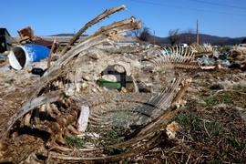 Ихтиман - животински отпадъци