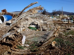 Ихтиман - животински отпадъци