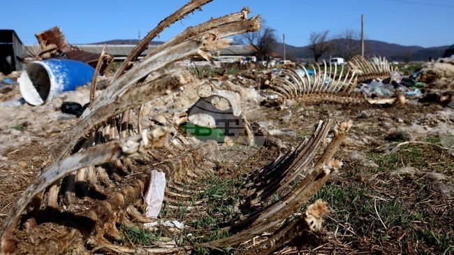 Районна прокуратура – Самоков извършва проверка по повод сигнали за нарушения, свързани с домашни животни в Ихтиман