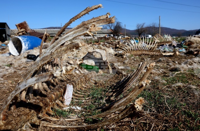 Районна прокуратура – Самоков извършва проверка по повод сигнали за нарушения, свързани с домашни животни в Ихтиман