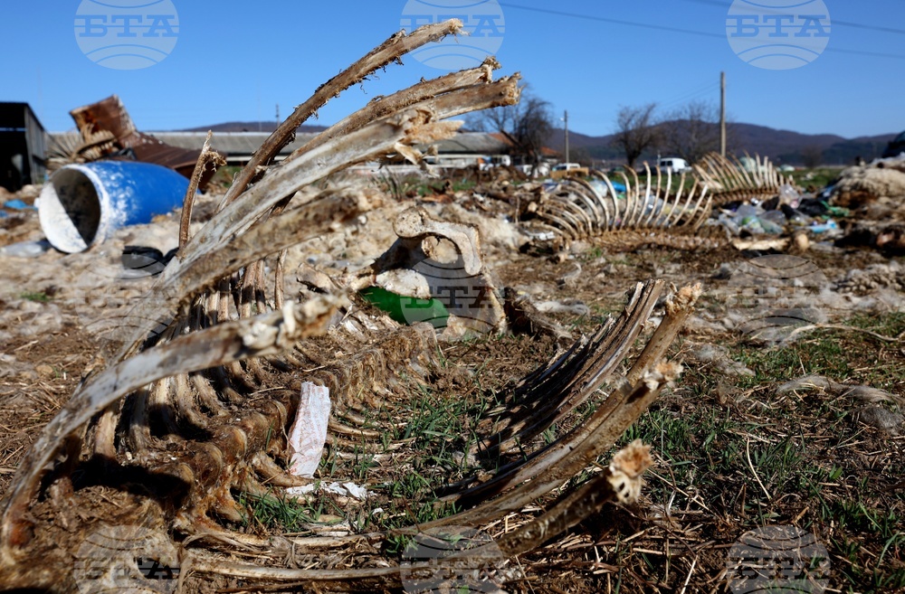 Ихтиман - животински отпадъци