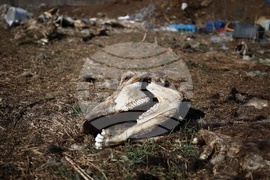 Ихтиман - животински отпадъци