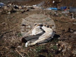 Ихтиман - животински отпадъци