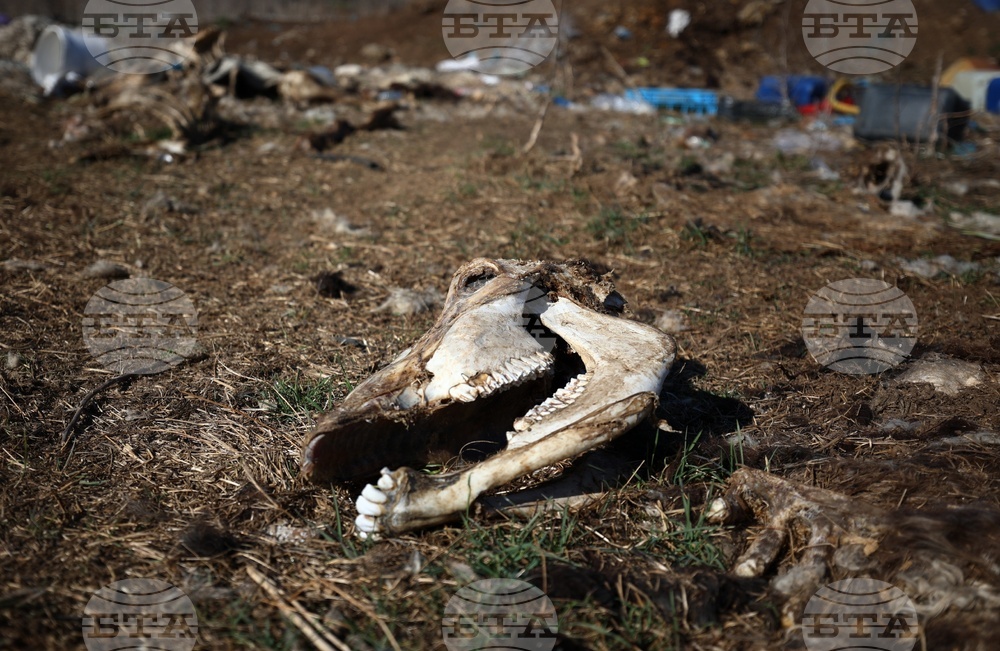 Ихтиман - животински отпадъци