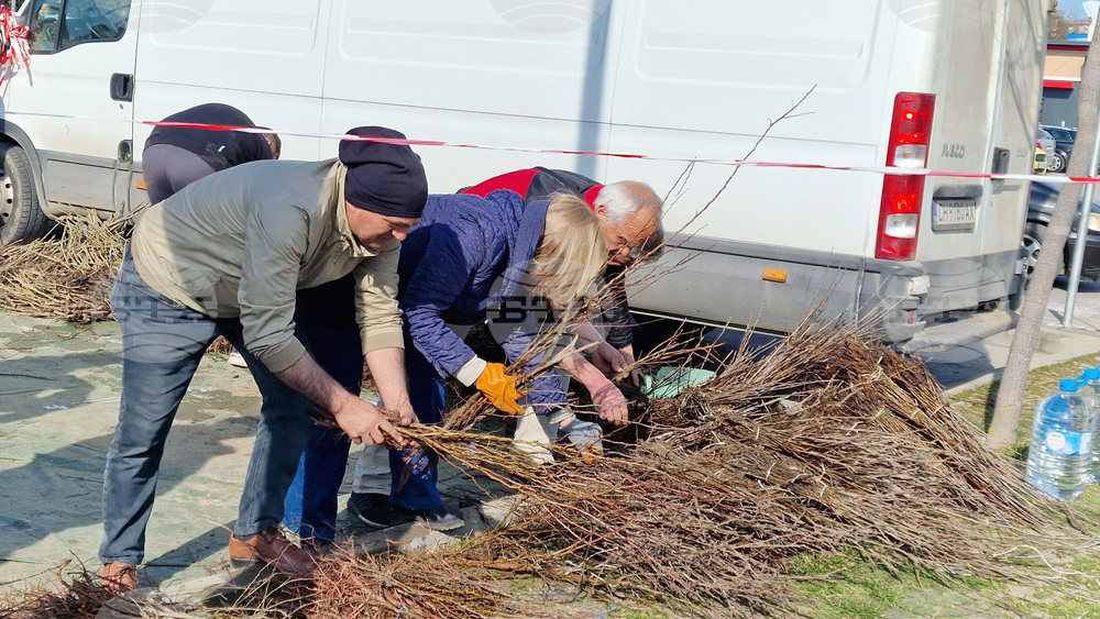 Шумен - „Гората БГ“ - раздаване на дръвчета