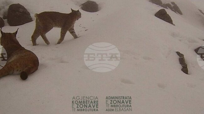 АТА: Фотокапани регистрираха наличие на два балкански риса в Национален парк „Шебеник“