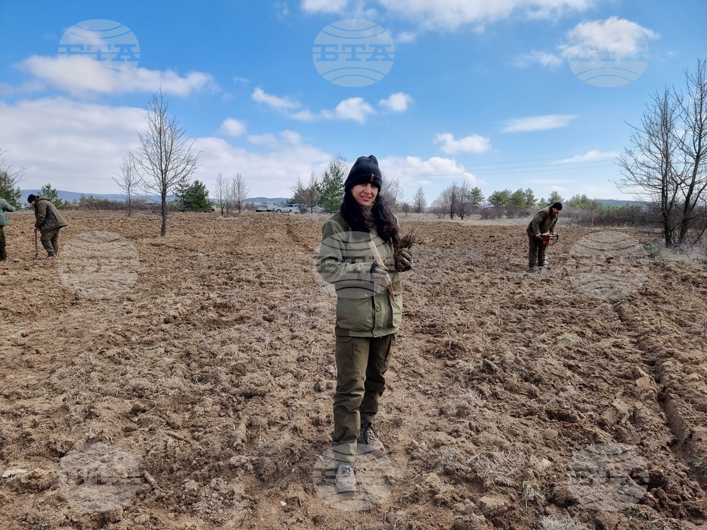 Село Пауново - залесяване