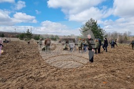 Село Пауново  - залесяване