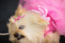 Romania Pet Expo