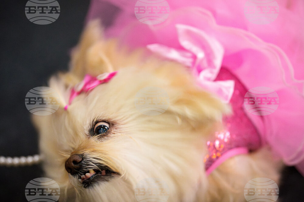 APTOPIX Romania Pet Expo