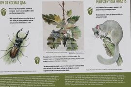 Седмица на гората - изложба - "Чудесата на природата: От семе до гора"