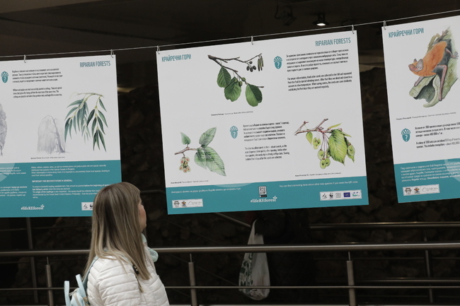 Седмица на гората - изложба - "Чудесата на природата: От семе до гора"