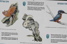 Седмица на гората - изложба - "Чудесата на природата: От семе до гора"