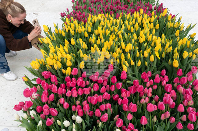 Washington Tulip Day