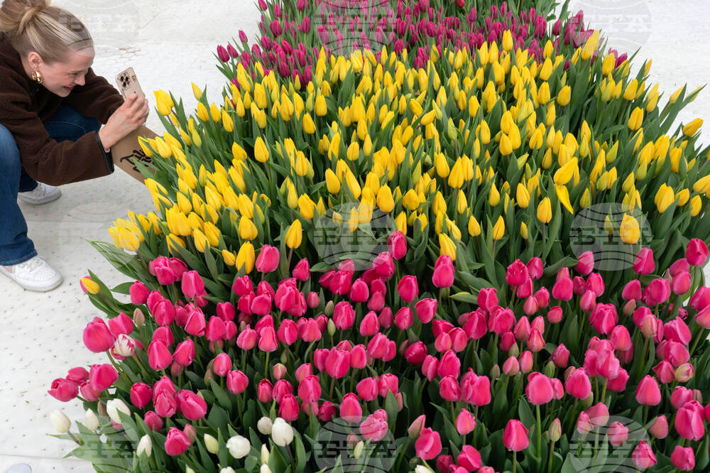 Washington Tulip Day