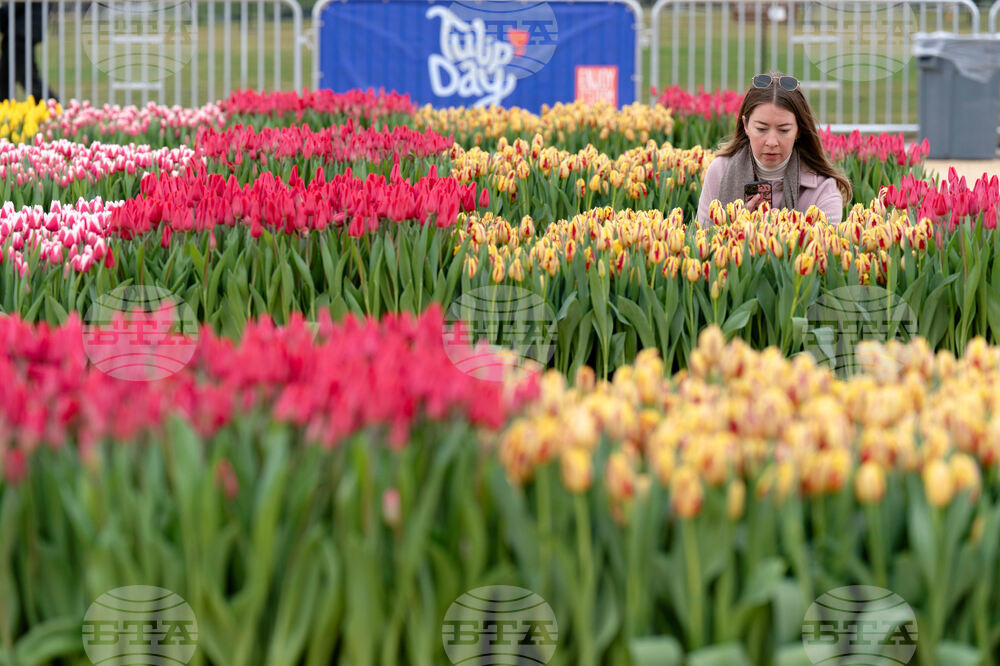 Washington Tulip Day