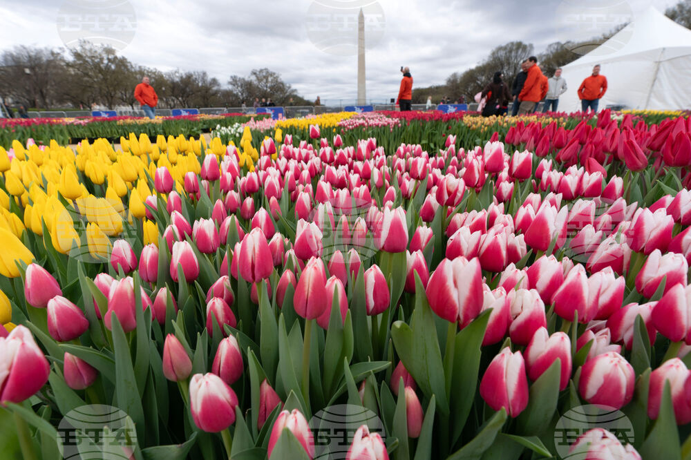 Washington Tulip Day