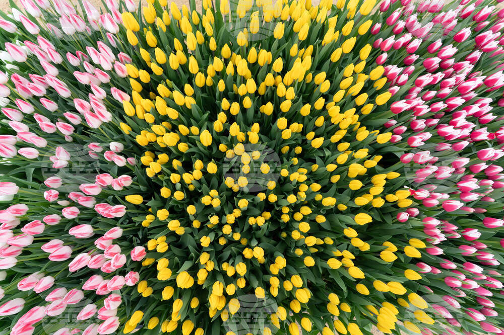 Washington Tulip Day