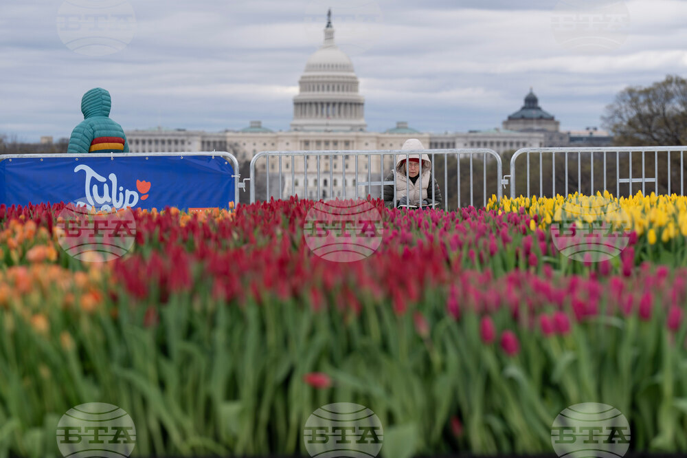 Washington Tulip Day