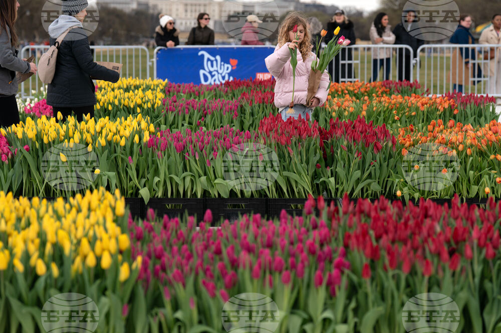 Washington Tulip Day