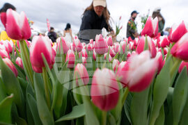 Washington Tulip Day