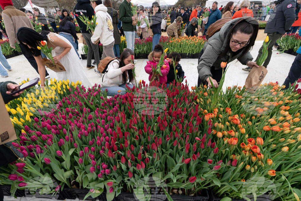 Washington Tulip Day