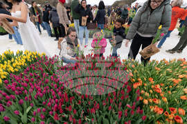 Washington Tulip Day