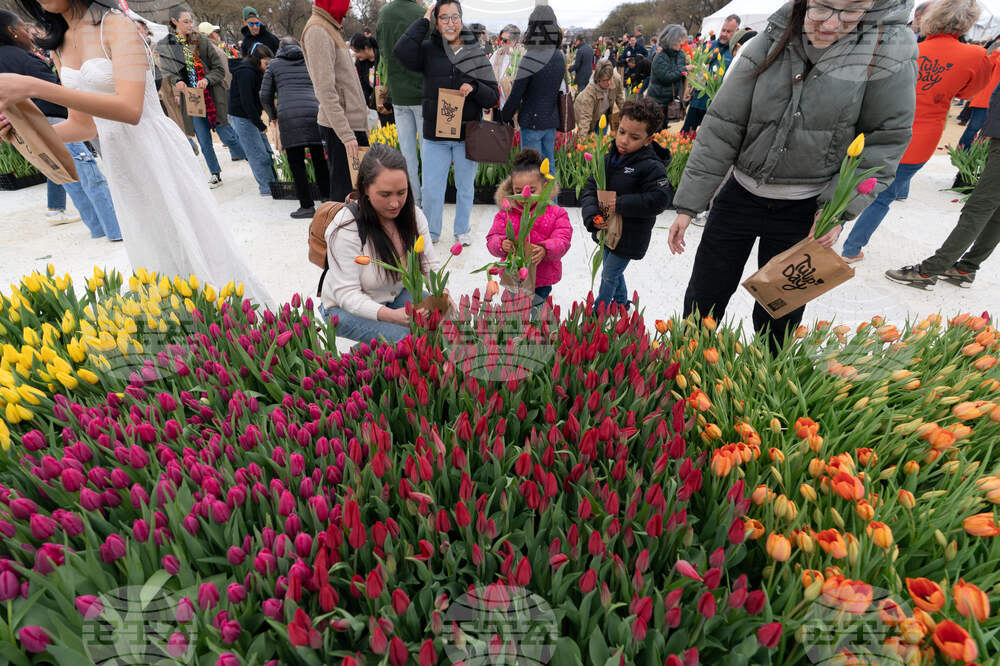 Washington Tulip Day