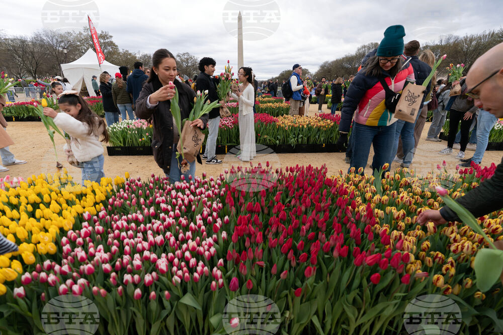 Washington Tulip Day
