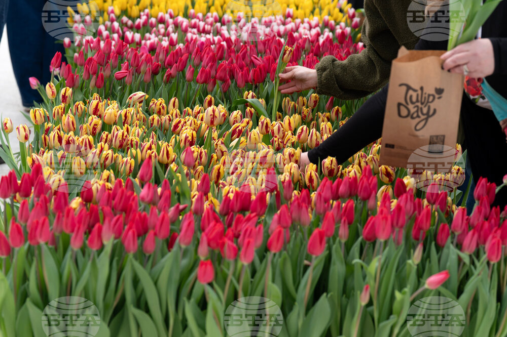 Washington Tulip Day