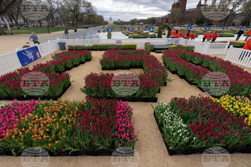Washington Tulip Day