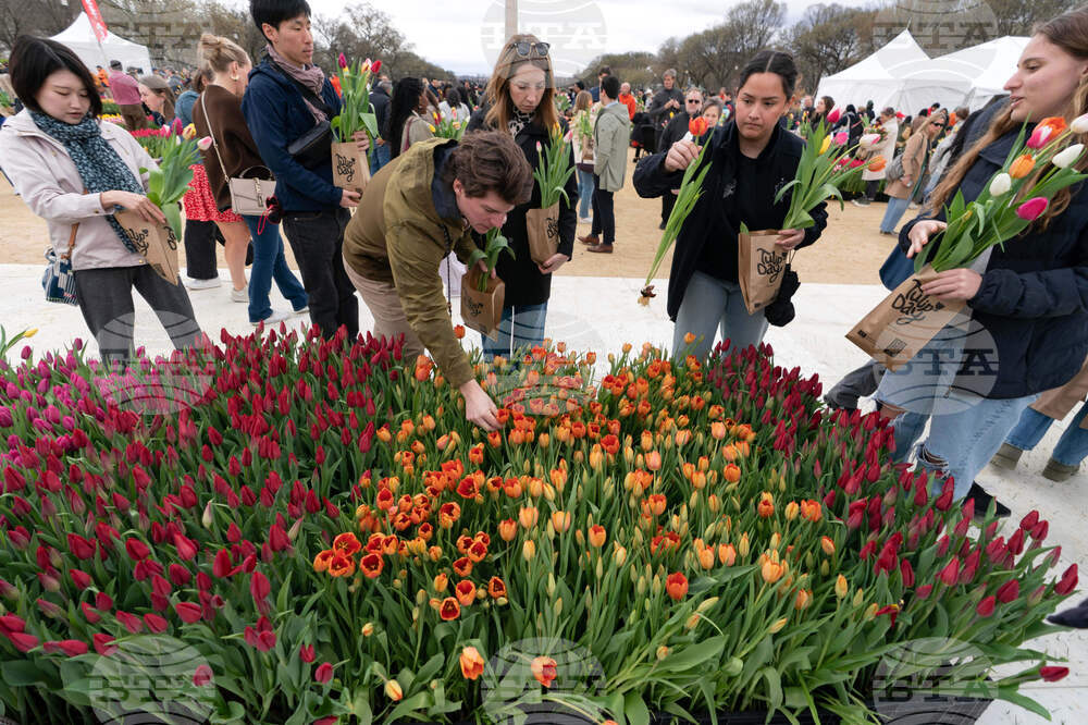Washington Tulip Day