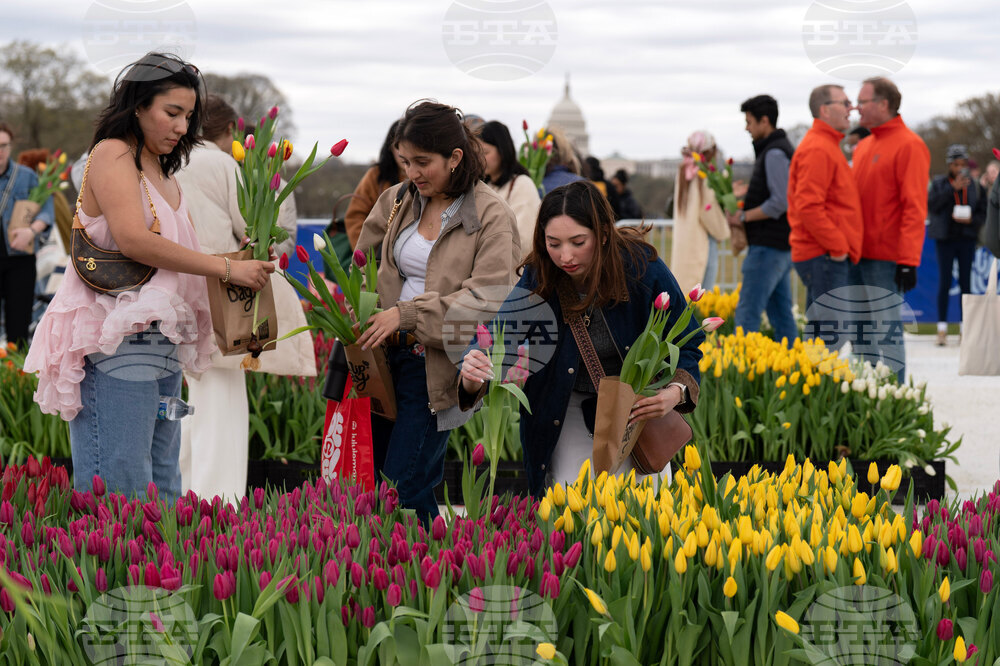 Washington Tulip Day