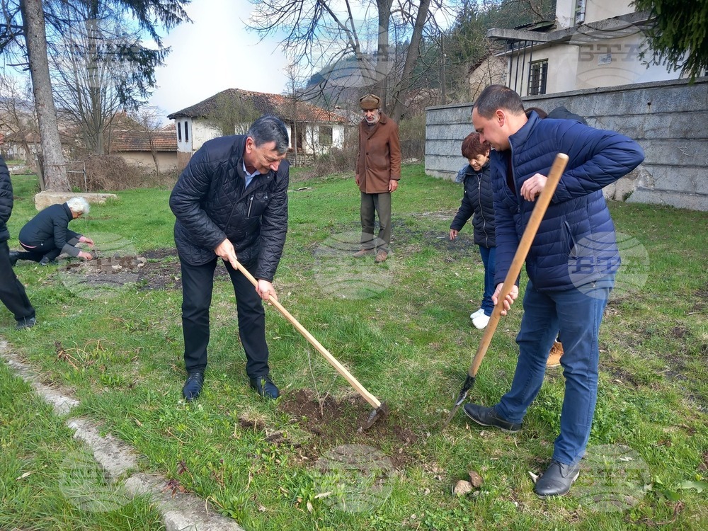 В Седмицата на гората в белоградчишкото село Стакевци засадиха фиданки от чинар